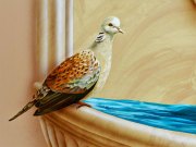 murals-34